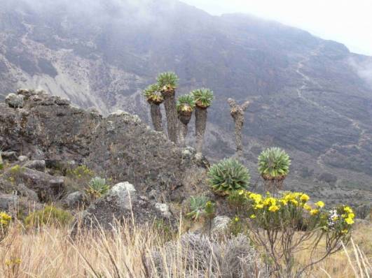 Kurz vor dem Barranco Camp