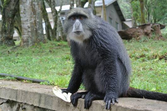 ein Lunchpaketplünderer...