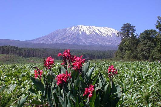 Kilimanjaro im Januar 2003