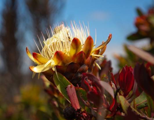 Protea