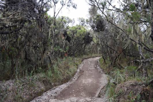 Abstieg zum Mweka Camp