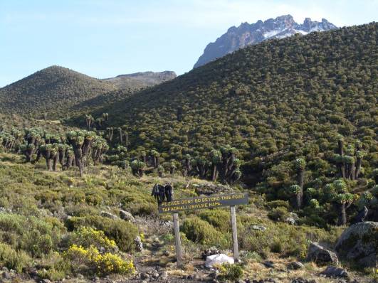Der Mawenzi von Horombo aus