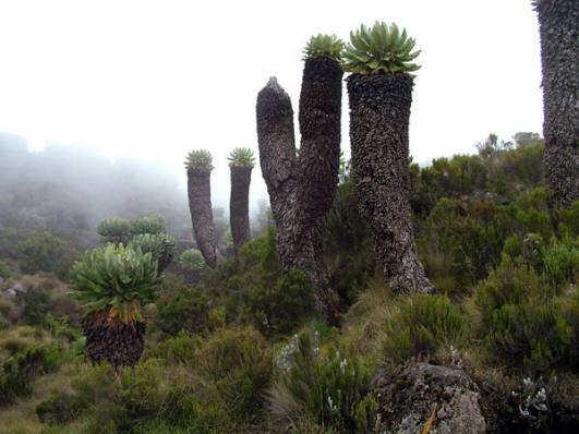 Riesenkreuzkrautpflanzen