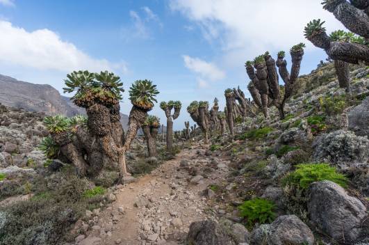 Durch merkwürdiges Grün..