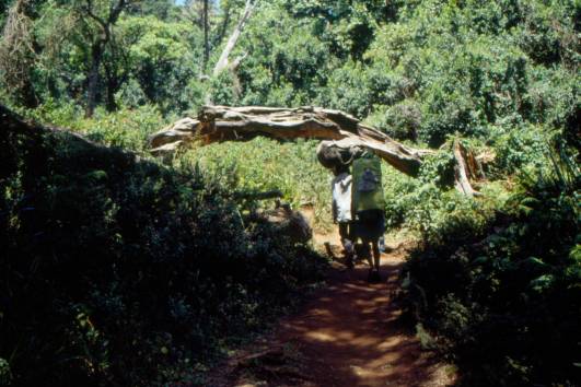 Trailabschnitt im Regenwald