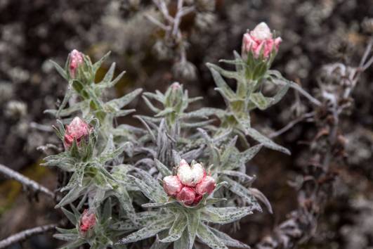 10 erste blühende Everlastings