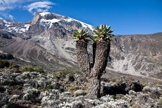 Senecie vor dem Kibo (Barr. Camp)