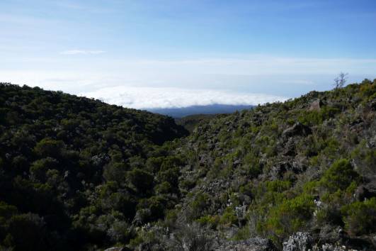 Erikastäucher in der Moorlandzone