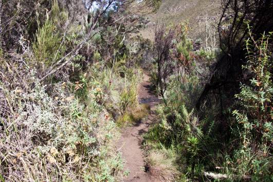 Der Regenwald öffnet sich