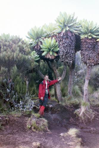 2.Tag: Riesensenezien am Trail