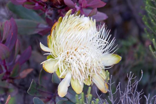 Protea
