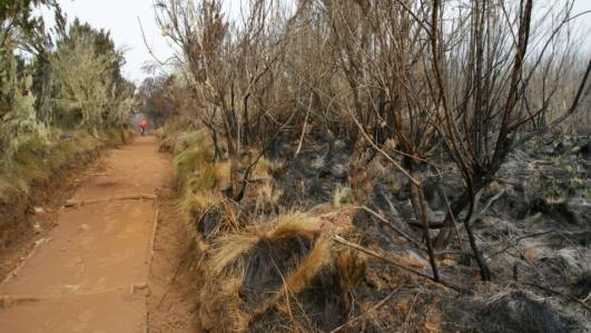 Brandflächen am Wegesrand
