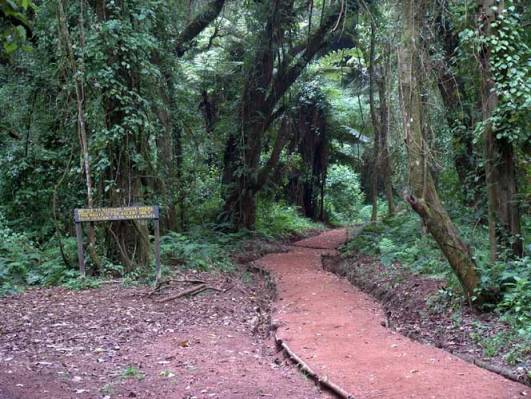 Beginn des Trails im Regenwald