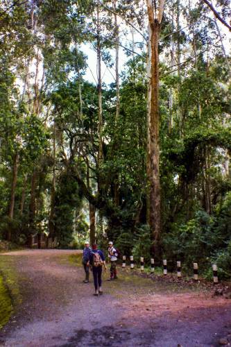 6.Tag: Zurück am Marangu Gate