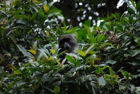 Blue Monkey (21.05.13)