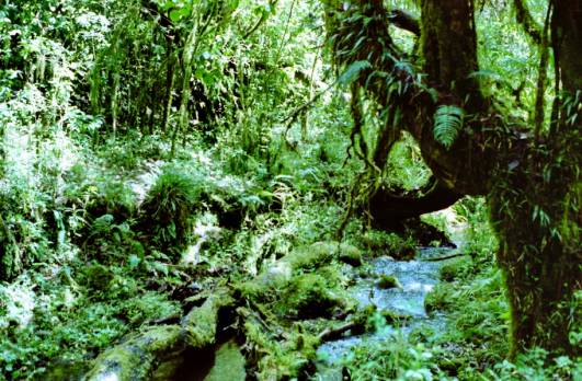 Marangu - Mandara Jungle