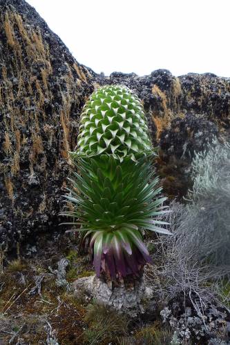 Riesenlobelie (Lobelia deckenii)