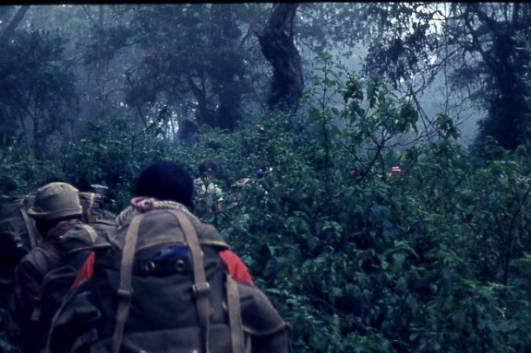 Aufstieg im Bergwald