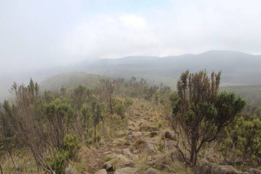 Der Elefantenrücken