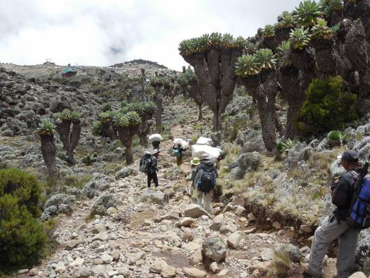 Senezien auf dem Weg zum Baranco-Camp