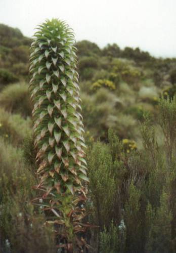 Riesenlobelie, 1,50m hoch