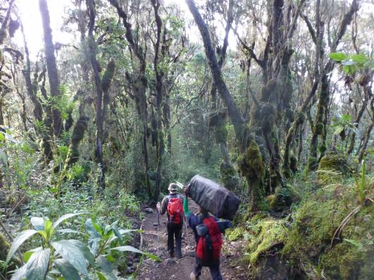 Tag 7 - Regenwald nach Mweka Camp