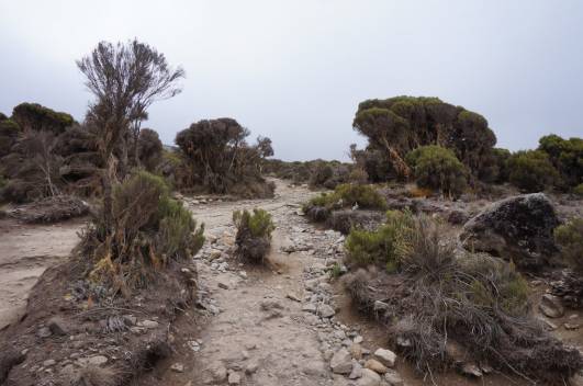 Abstieg zum Mweka Camp