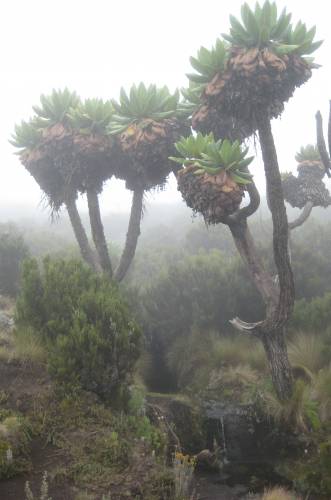 Riesensenezien im Nebel