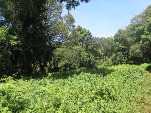 Regenwald nahe der Mandara-Hut