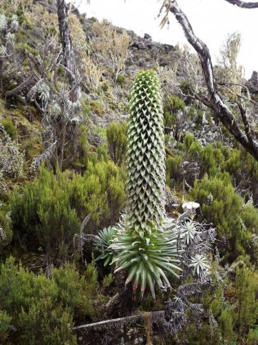 Lobelie zwischen Machame und Shira