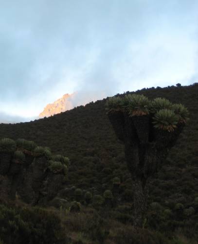 Riesensenezien mit Mawenzi
