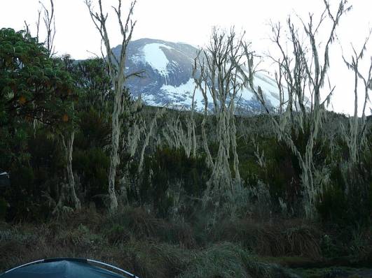Blick vom Machame-Camp zum Kibo
