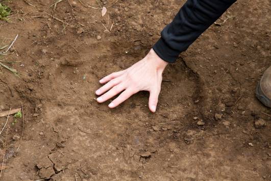 Elefantenfuß-Abdruck im Camp