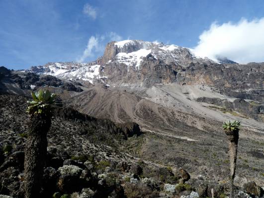 Senecien im Great Barranco