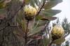 74 protea kilimanjarica
