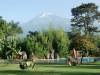 Kilimanjaro von der Lodge aus