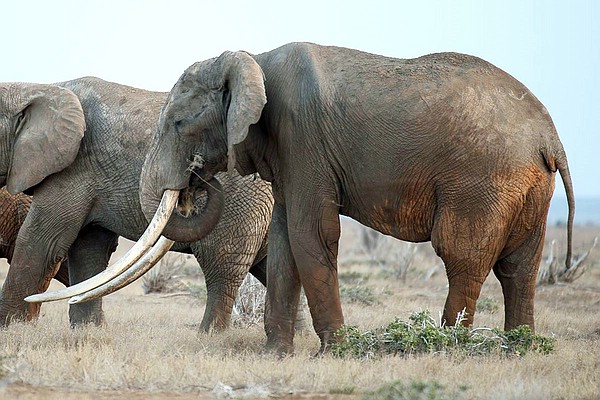 Datei:2016 Giant Tusker Satao-II from Tsavo CA.jpg