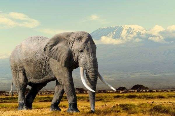 Datei:2016 Die gefährdeten Dickhäuter Elefant vor Kilimanjaro.jpg