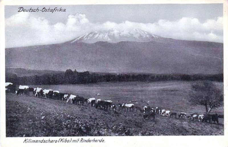 Datei:1910 Kilimandscharo Rinderherde AK 800x517.jpg