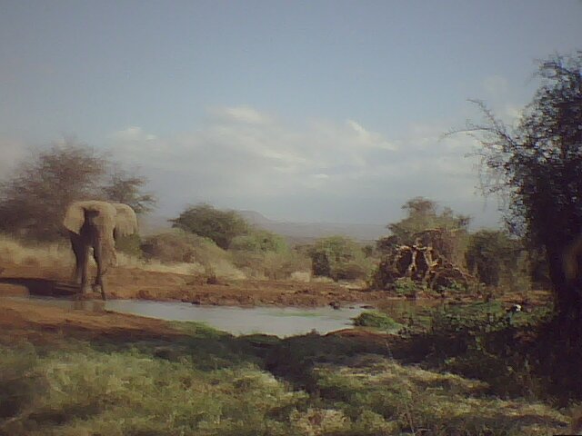 Datei:2013 07 27 tawi lodge webcam.jpg