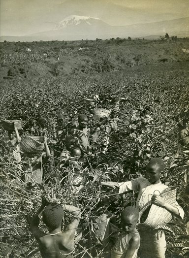 Datei:1908 Climbing-Kilimanjaro-MacQueen-Dutkewich-Expedition 05.jpg