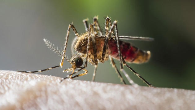 Datei:2023 Malaria am Kilimanjaro.jpg