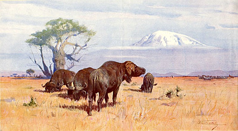 Datei:Wilhelm Kuhnert (1865-1926) Büffel am Kilimandjaro 800px.jpg