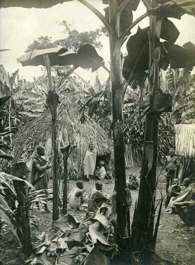 Datei:1908 Climbing-Kilimanjaro-MacQueen-Dutkewich-Expedition 04.jpg