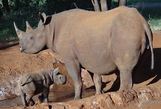 Datei:2016 Black Rhinos at Mount Kilimanjaro.jpg