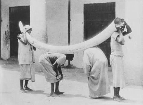 Datei:1899 Elephant Tusk sw.jpg