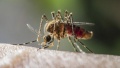 2023 Malaria am Kilimanjaro.jpg